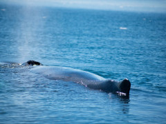 Whale in Greenland