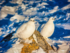 Willow ptarmigan in Greenland