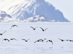 King eider in the Arctic