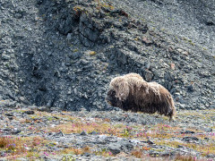 Musk ox in the Arctic.
