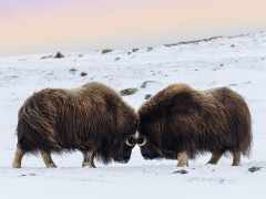 Musk ox in the Arctic