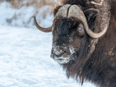 Musk ox in the Arctic