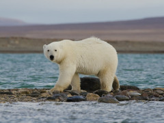Polar bear in the Arctic