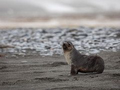 Antarctic fur seal in South Georgia.