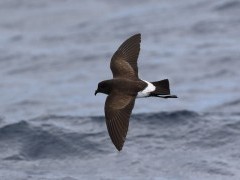 Black-bellied storm petrel in South Georgia