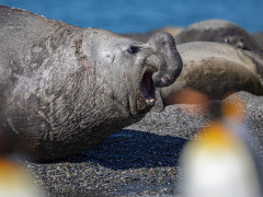 Elephant seal in South Georgia.