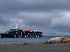 Elephant seal & Magellan Explorer in South Georgia.