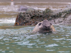 Elephant seal in South Georgia