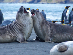 Elephant seals fighting and king penguins in South Georgia