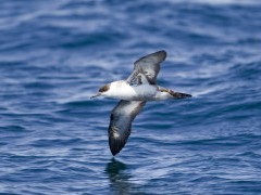 Great shearwater in South Georgia