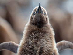 King penguin chick in South Georgia.