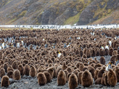 King penguin colony in South Georgia.