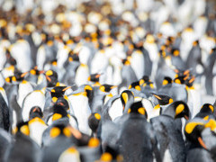 King penguin colony in South Georgia.