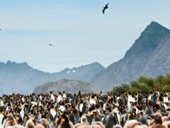 King penguins at Salisbury Plain in South Georgia.