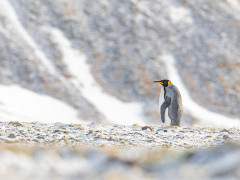 King penguin in South Georgia.