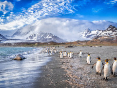King penguin & elephant seal in St Andrew's Bay, South Georgia
