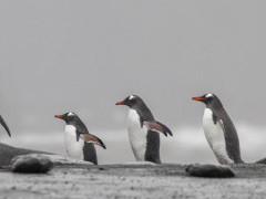King and gentoo penguins in South Georgia.