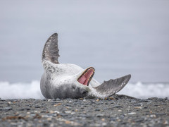 Leopard seal in South Georgia.