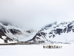 King penguin in South Georgia.