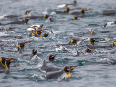 King penguin raft in South Georgia.