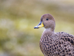 South Georgia pintail in South Georgia.