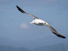 Wandering albatross in South Georgia