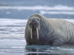 Walrus in the Arctic