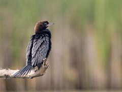 Pygmy cormorant near Lake Skadar in Montenegro