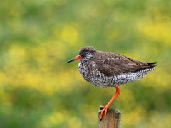 Redshank