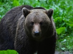 Brown bear in the Carpathian Mountains.