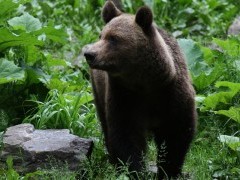 Brown bear in the Carpathian Mountains.
