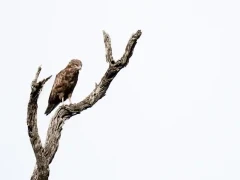 A brown snake eagle perched in a tree, MalaMala Game Reserve, South Africa.