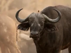A buffalo in MalaMala Game Reserve, South Africa.