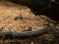A dwarf mongoose in MalaMala Game Reserve, South Africa.