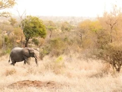 An elephant in MalaMala Game Reserve, South Africa.