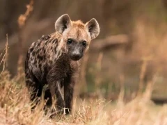 A hyena cub in MalaMala Game Reserve, South Africa.