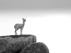 A klipspringer on a rock, in MalaMala Game Reserve, South Africa.