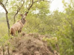 A kudu in MalaMala Game Reserve, South Africa.