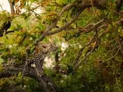 A curious leopard cub in MalaMala Game Reserve, South Africa.