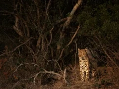 A leopard observing from the bush, in MalaMala Game Reserve, South Africa.