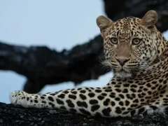 A leopard resting in a tree, MalaMala Game Reserve, South Africa.