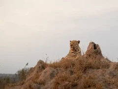 A leopard on a termite mound, in MalaMala Game Reserve, South Africa.
