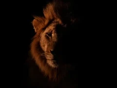 Male lion in MalaMala Game Reserve, South Africa.
