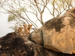 Lion cubs in MalaMala Game Reserve, South Africa.