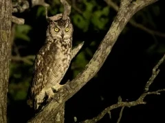 A spotted eagle-owl in MalaMala Game Reserve, South Africa.