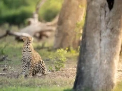 A subadult leopard in MalaMala Game Reserve, South Africa.