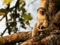A vervet monkey in a tree, in MalaMala Game Reserve, South Africa.