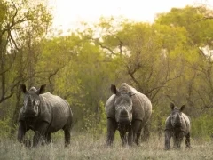 A trio of white rhino in MalaMala Game Reserve, South Africa.