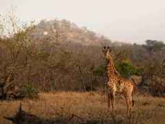 A young giraffe in MalaMala Game Reserve, South Africa.
