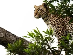 A leopard in a tree, in MalaMala Game Reserve, South Africa.